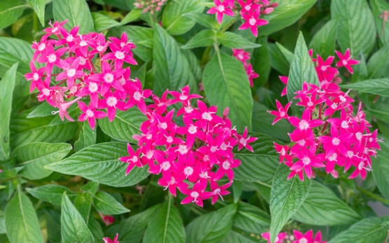 flowers | © Shutterstock